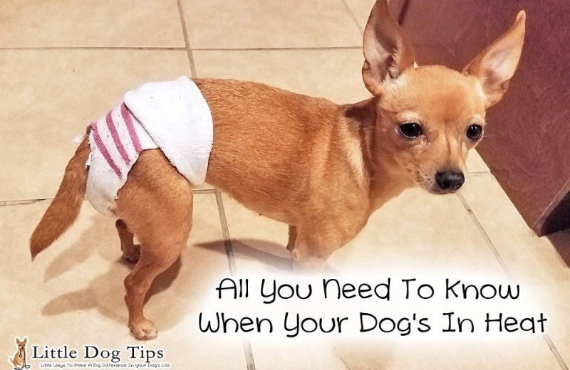All You Need To Know When Your Dog