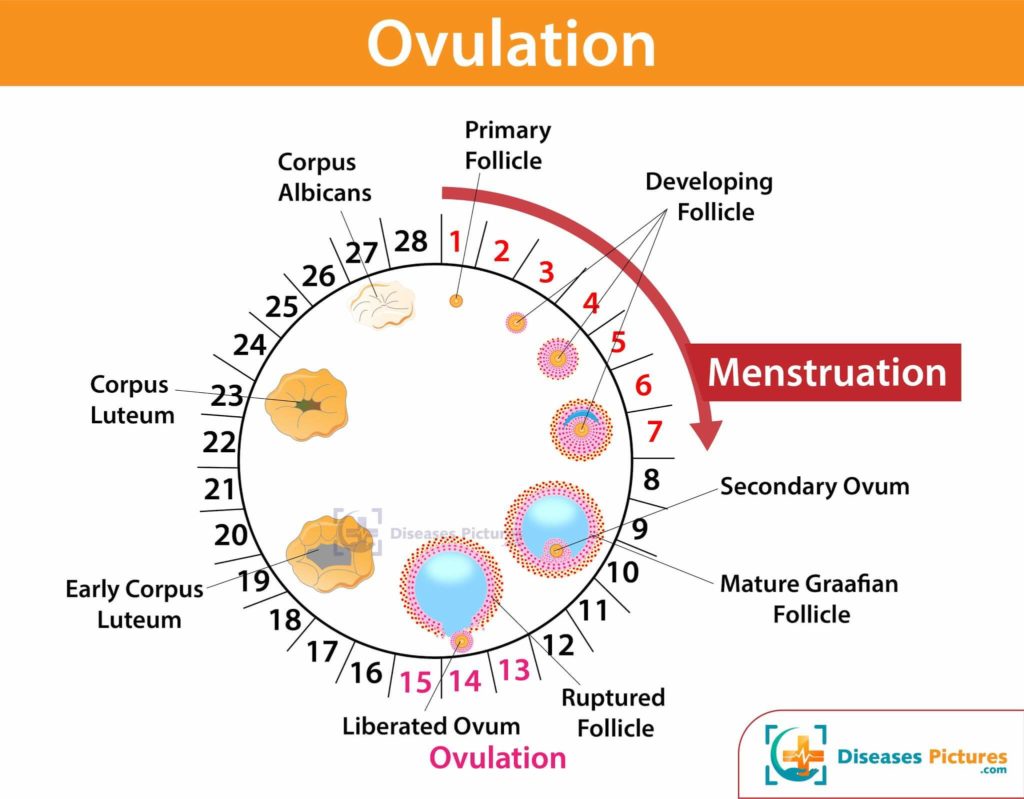 Cramping After Ovulation : Causes, Symptoms, Day 1, 2, 3, 4, 5, 6, 7 ...