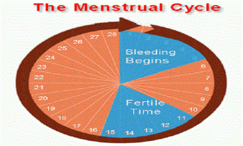 Do you ovulate before or after your period