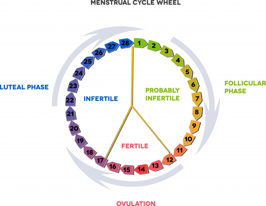 Ever Wondered How Many Months Do You Ovulate? Weâve Got ...