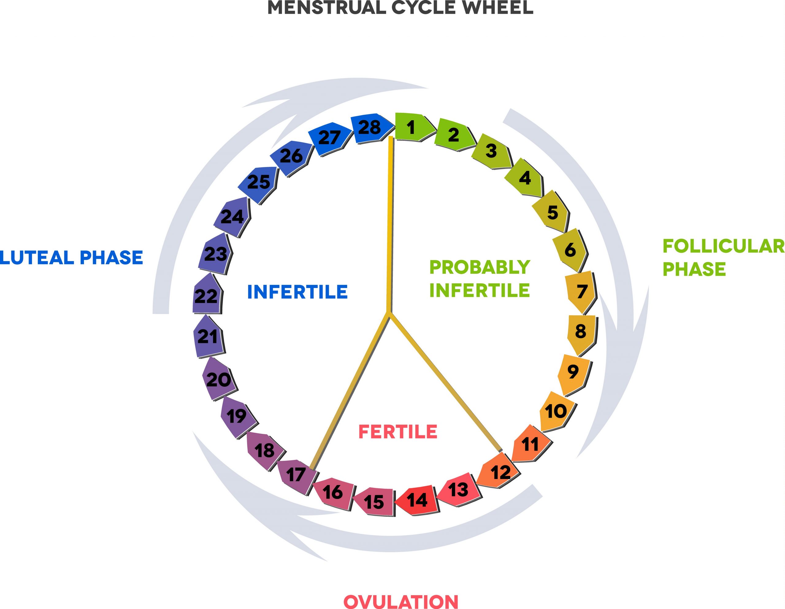 Ever Wondered How Many Months Do You Ovulate? Weve Got the Answer!