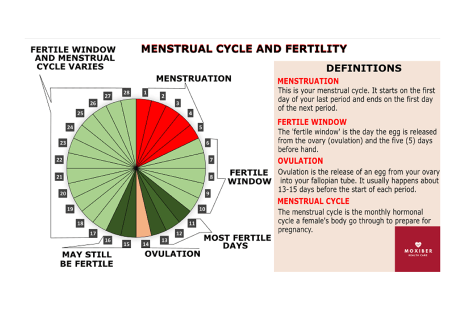 Fertile Days After Period: How Many Days After Your Period ...