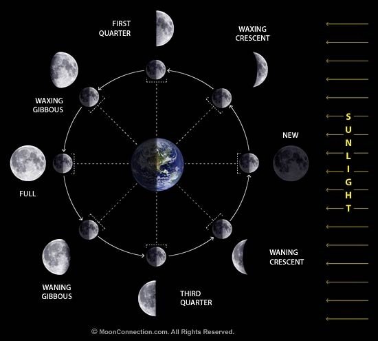 How long does each phase of the moon last?