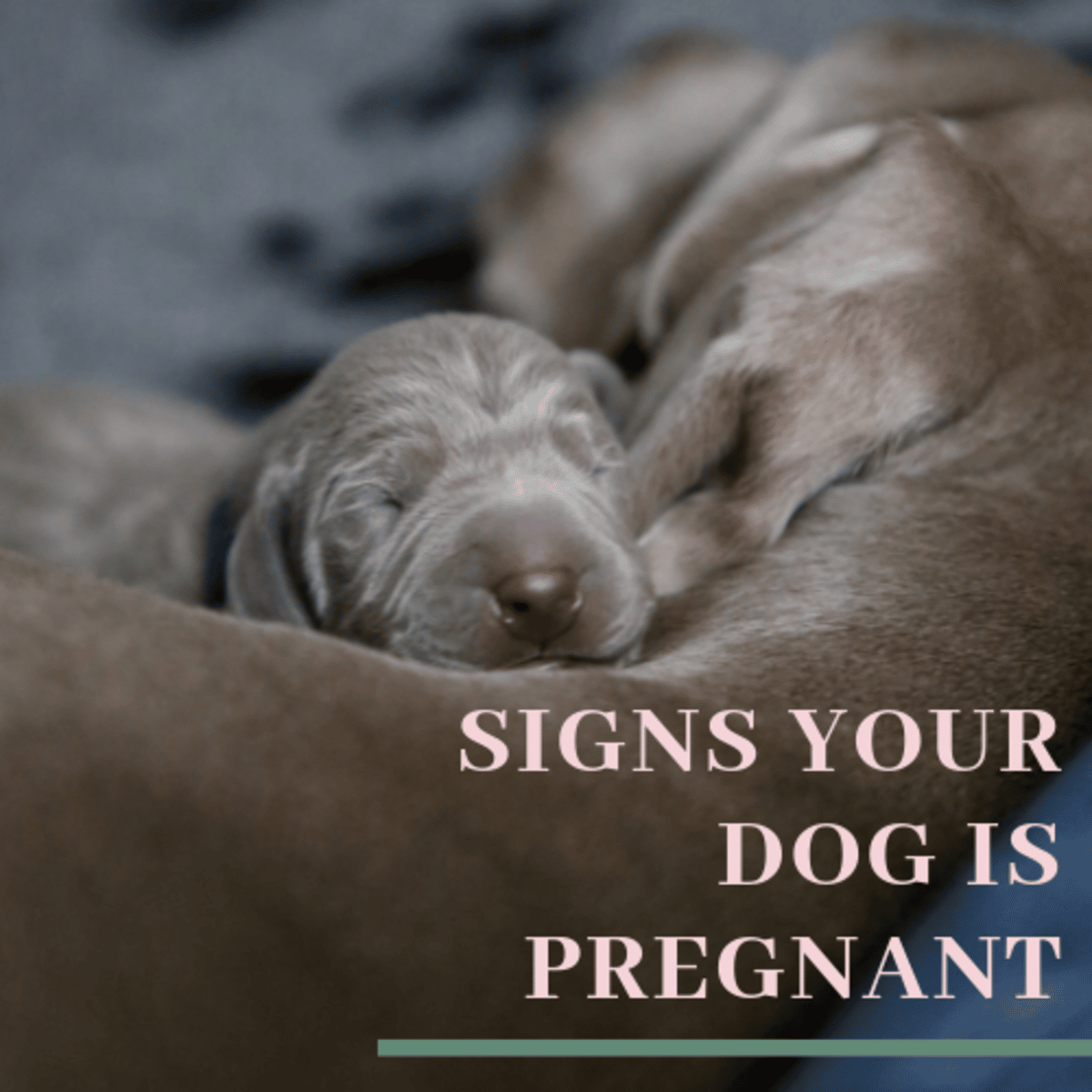 How Long Is Canine Gestation? Signs and Stages of Dog Pregnancy ...