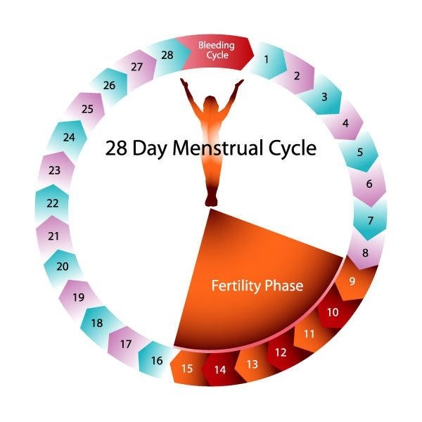 How many days after your period are you most fertile?