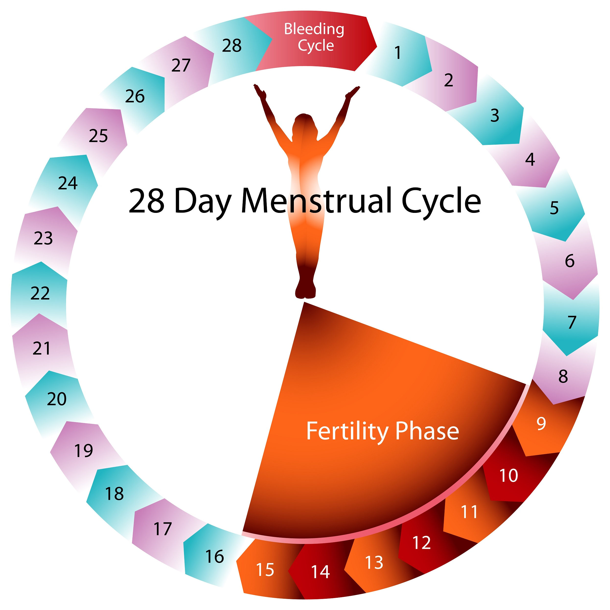 How Many Days Before Period Is Ovulation