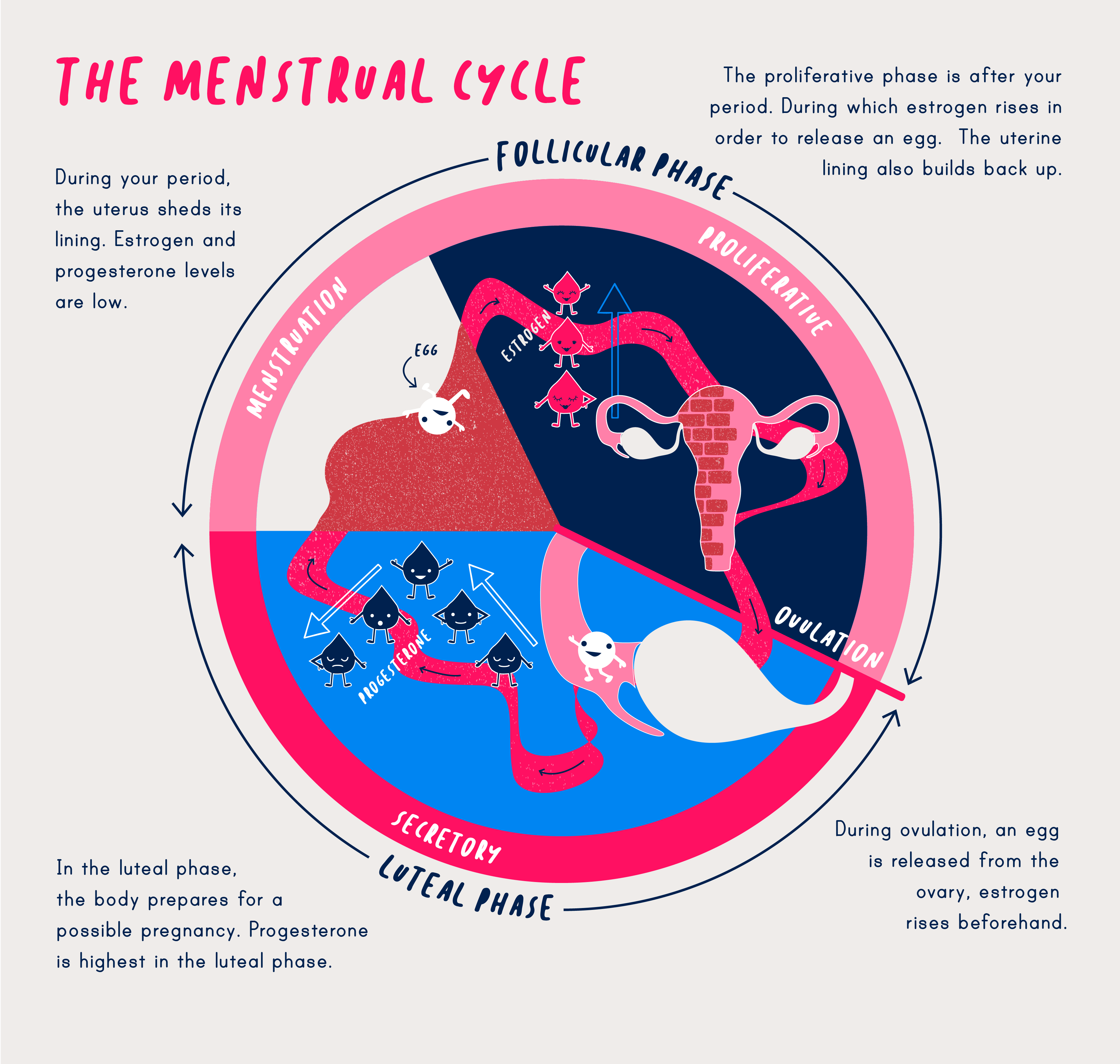 How the Menstrual Cycle Works