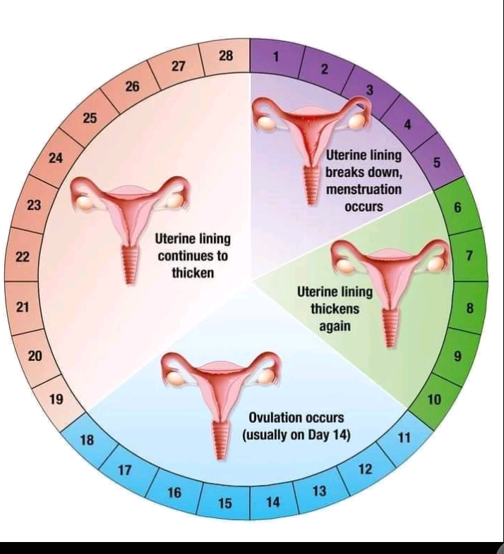 How To Calculate Your Ovulation Accurately, In Order To Avoid Unplanned ...