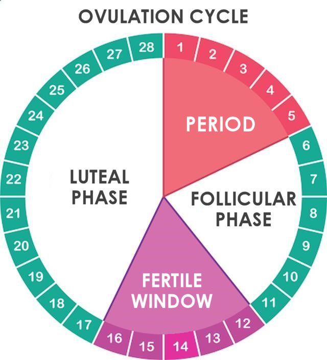 How to Know Your Fertile Days Naturally &  Precisely 2019 ...