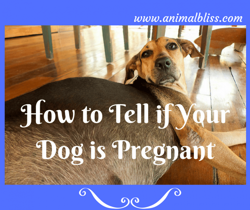 How to Tell if Your Dog is Pregnant: Signs and Symptoms