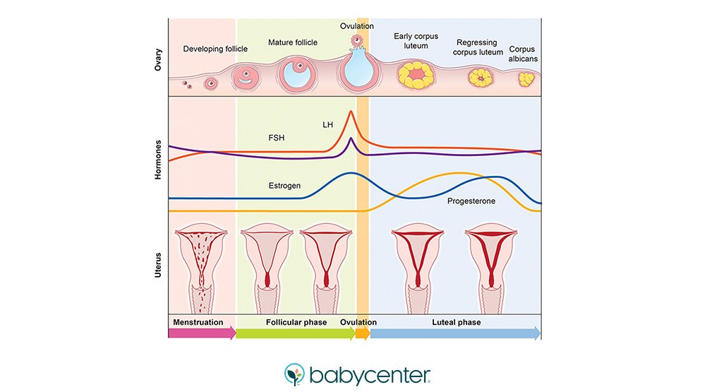 How your menstrual cycle works