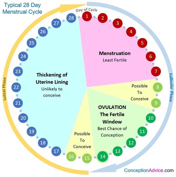 In a 27 day cycle, when do you ovulate?