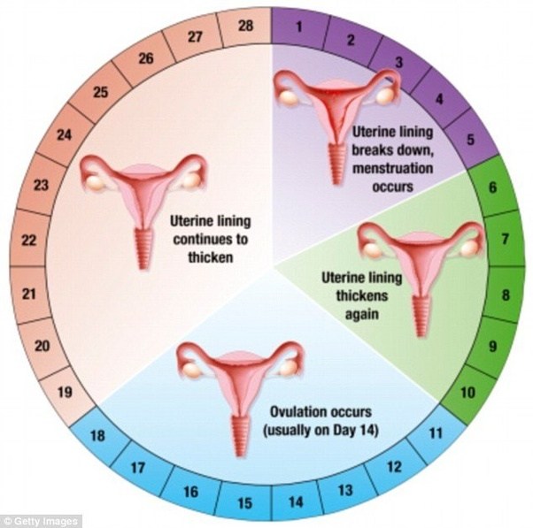 Is there a chance of getting pregnant 15 days from a menstrual cycle ...