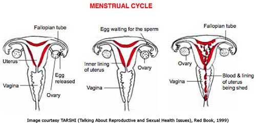 Managing Your Periods ~ Sexuality and Disability