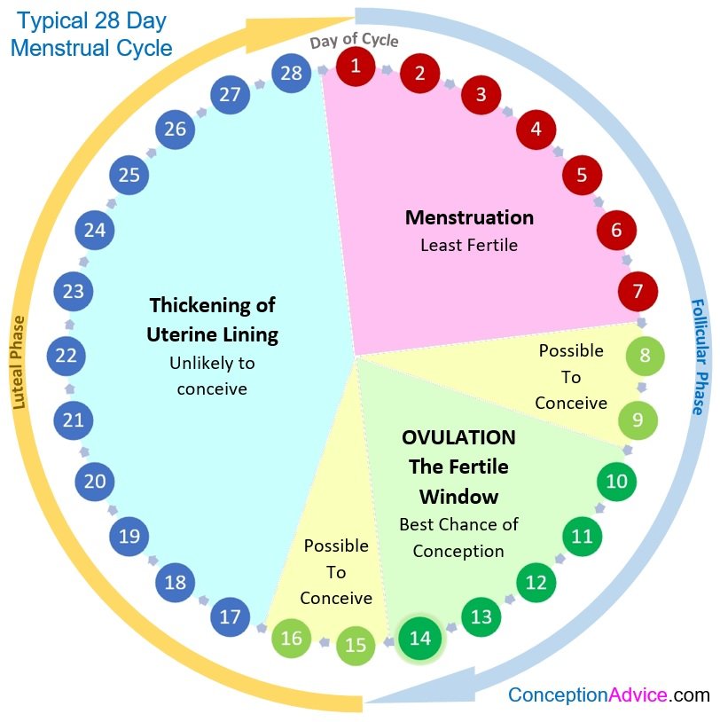Menstrual Cycle Calendar and Phases