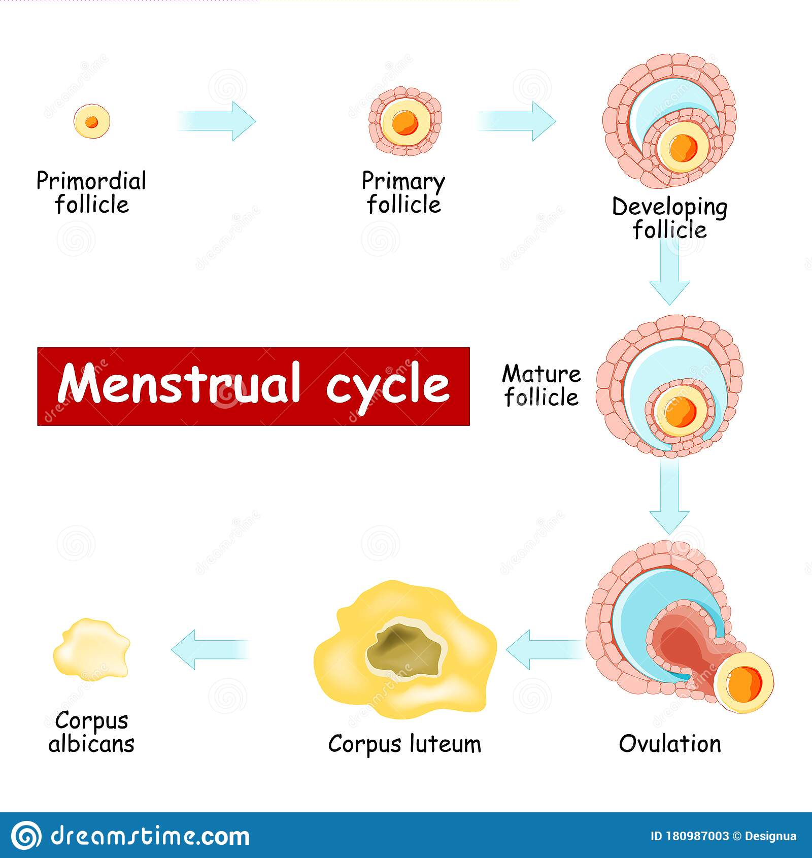 Menstrual Cycle. Changes In Ovary: From Developing Follicle To ...