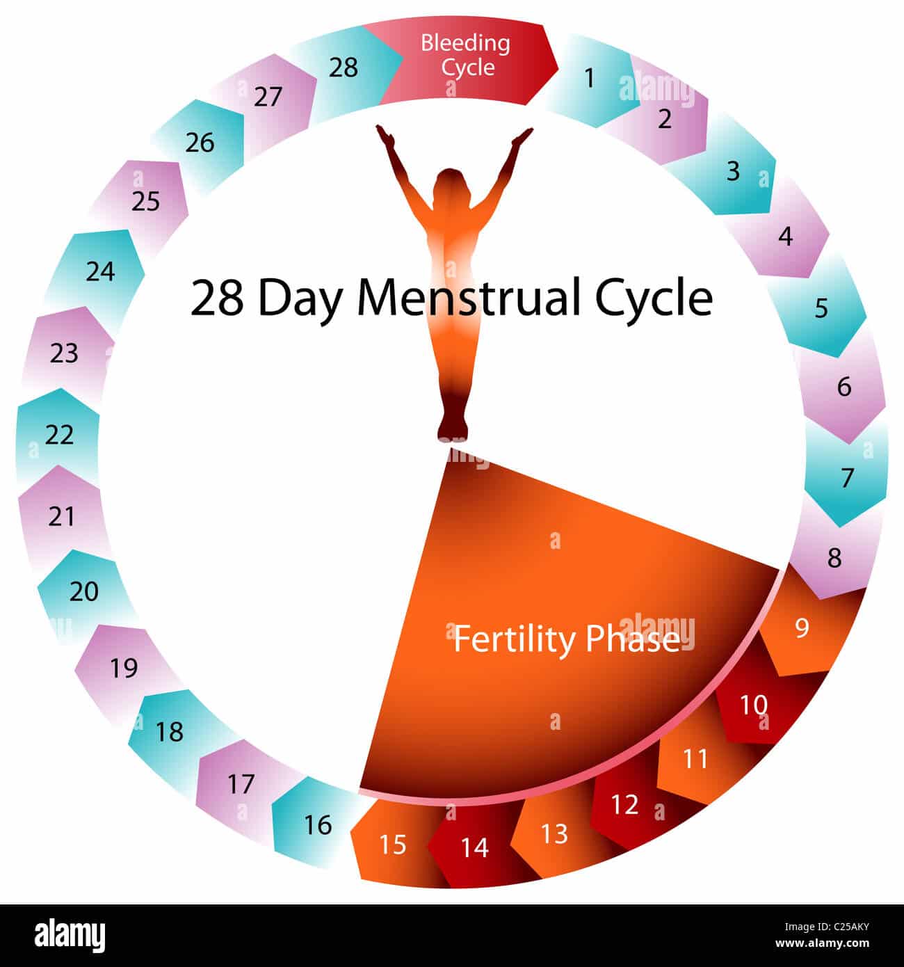 Menstrual cycle chart hi
