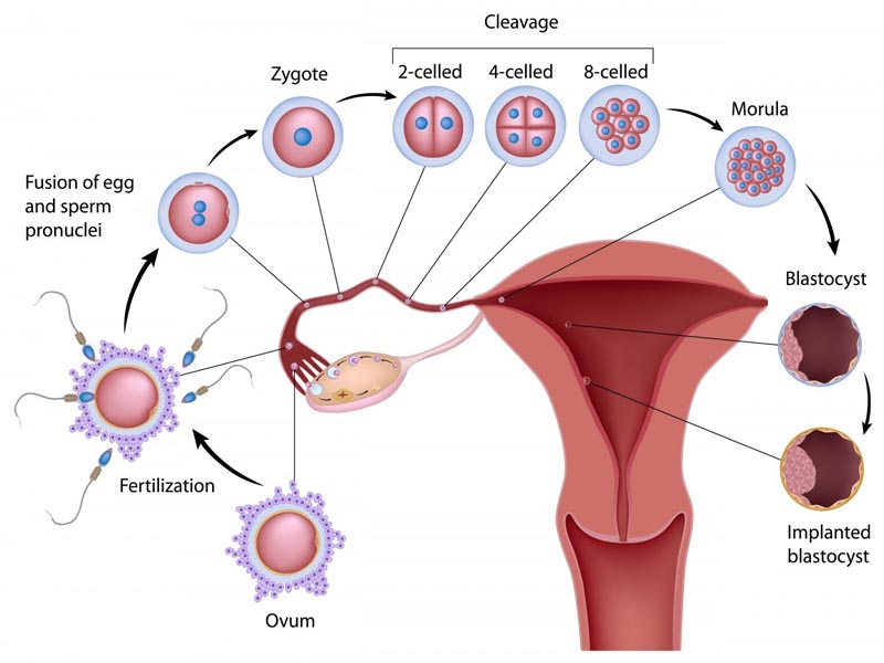 Ovulation Symptoms And Causes