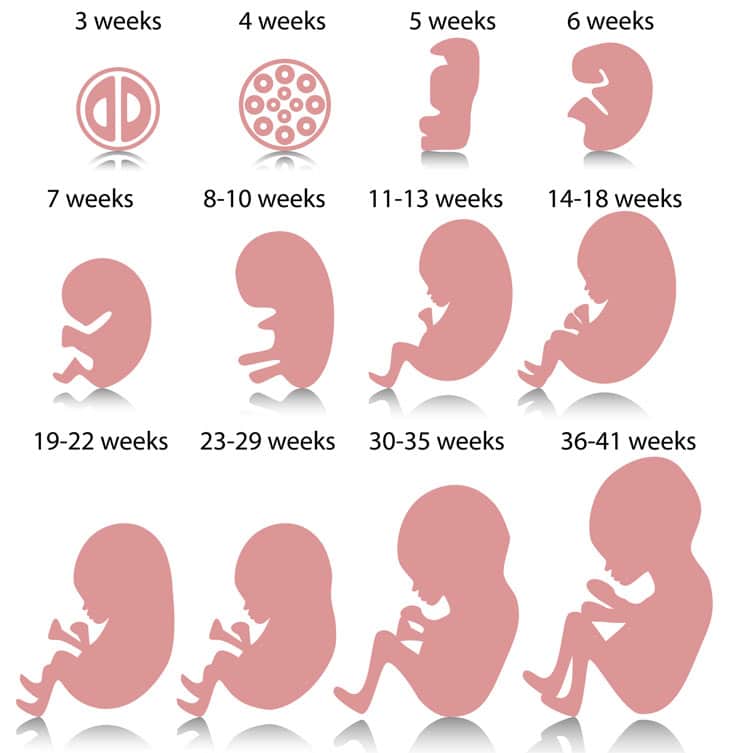 18 Weeks Baby Development Video: What You Need to Know