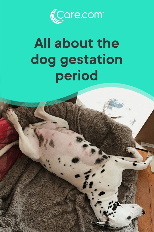 The Dog Gestation Period: Symptoms, Pregnancy Care And ...