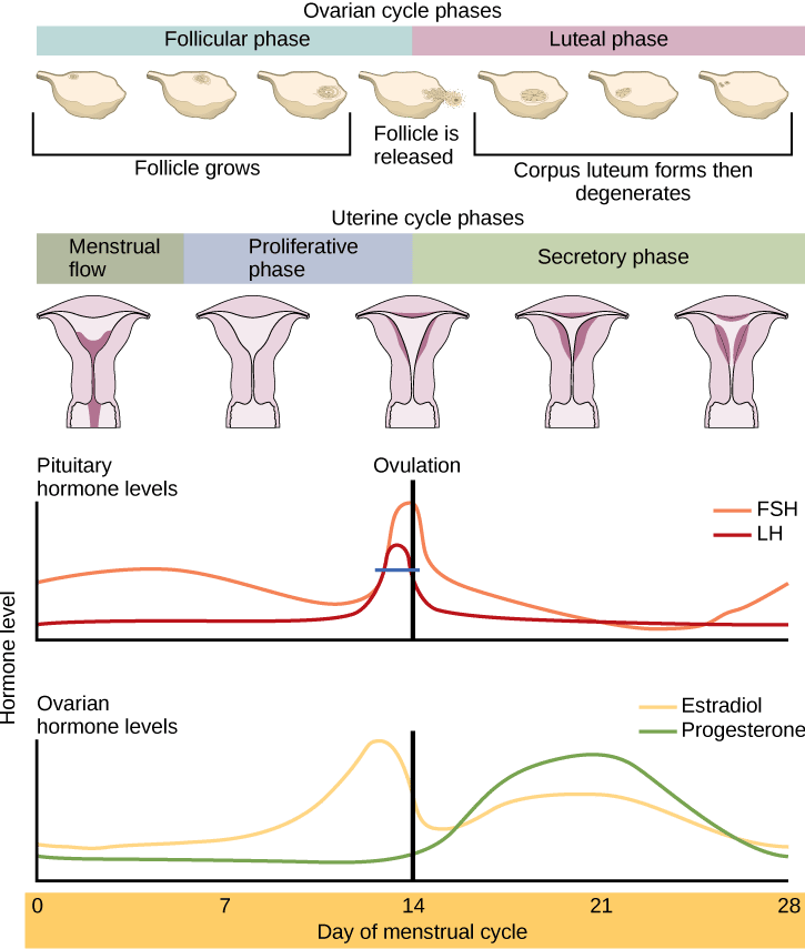 The Ovarian Cycle, the Menstrual Cycle, and Menopause