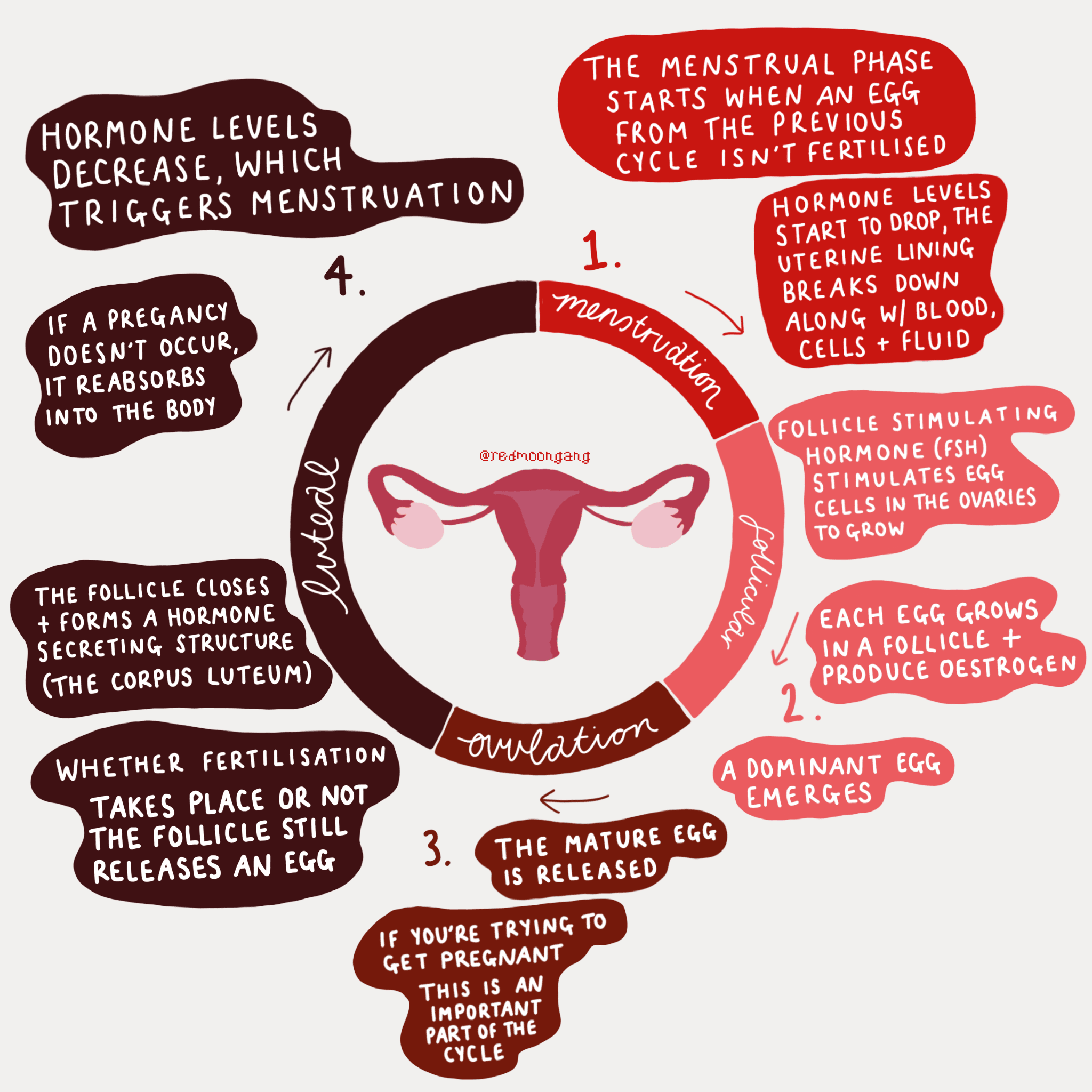 Menstrual Cycle. Menstruation Cycle. Menstrual Cycle Days. Menstruation Cycle and Hormones. Start period
