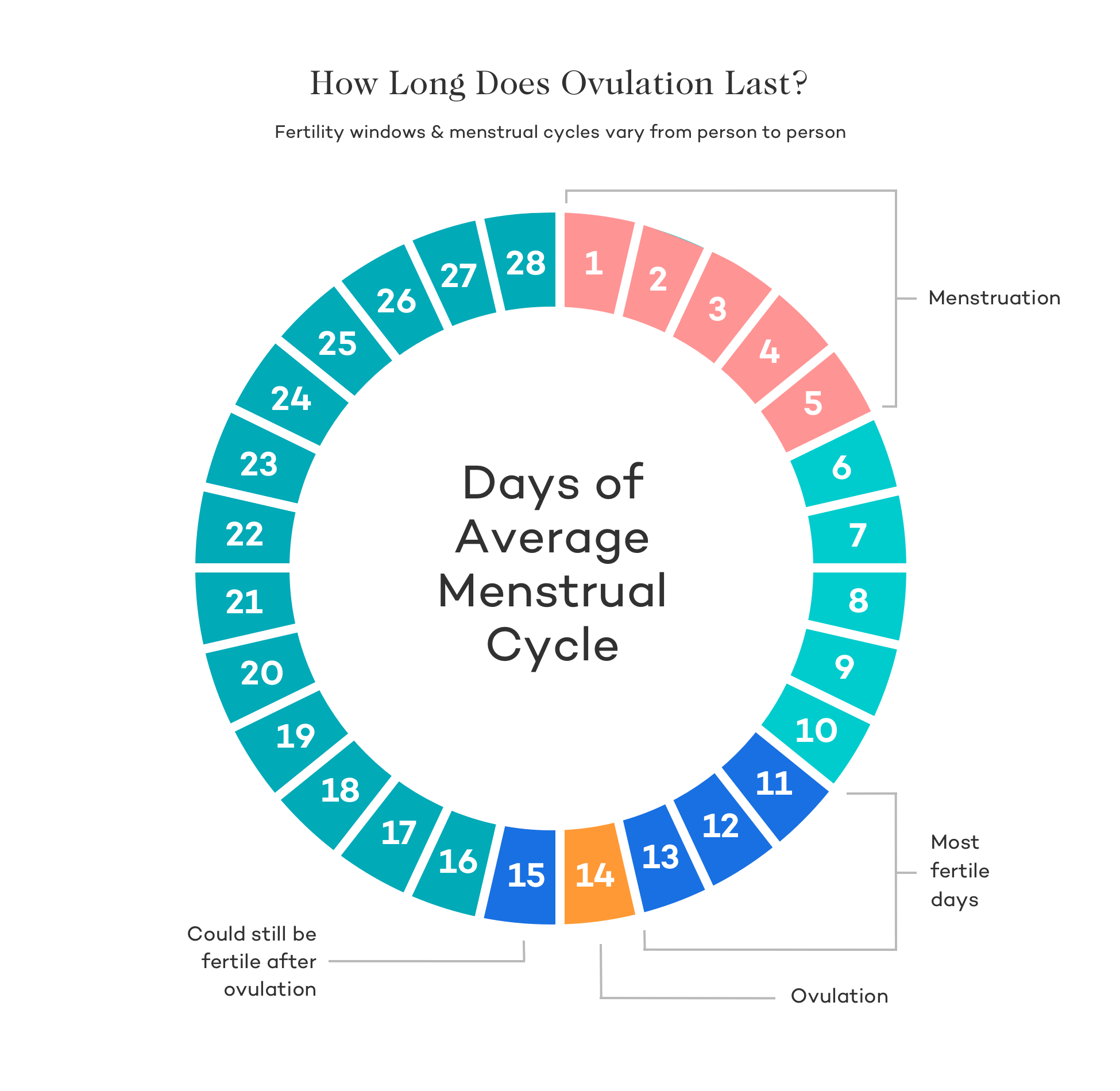 Are You Fertile The Day After Your Period