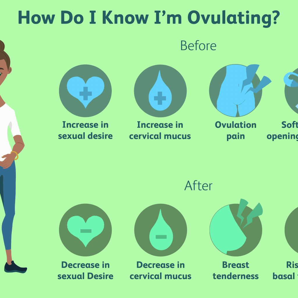 how many days before your period do you ovulate