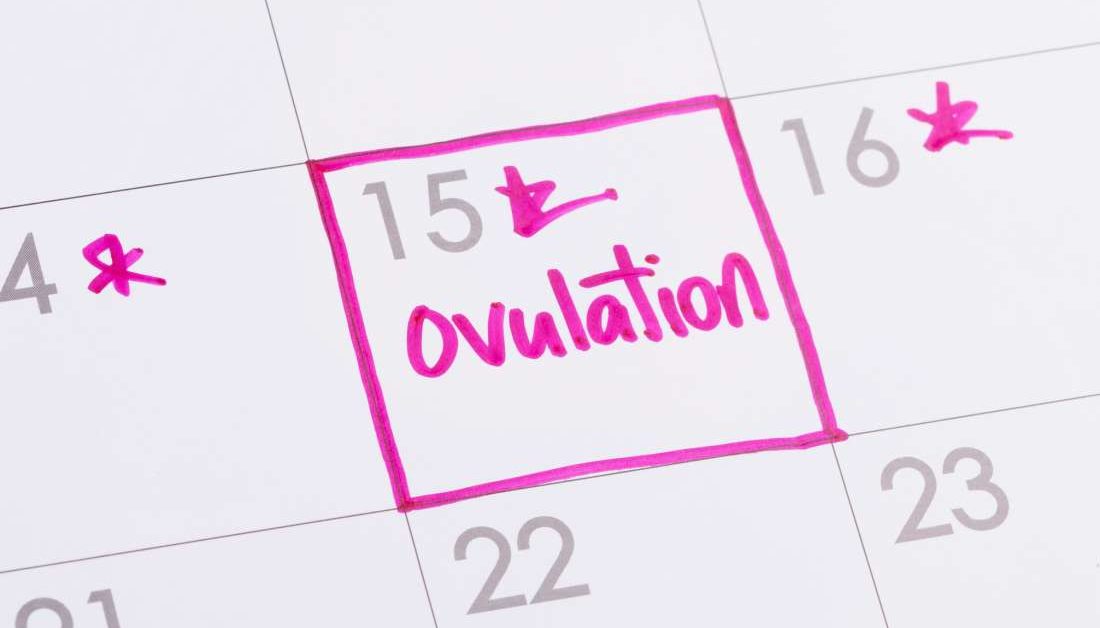 When am I most fertile? How to calculate your ovulation cycle