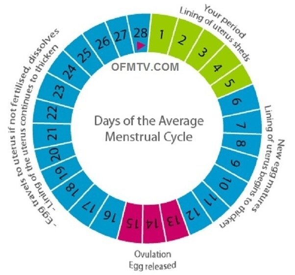 When do I ovulate if I have a 26