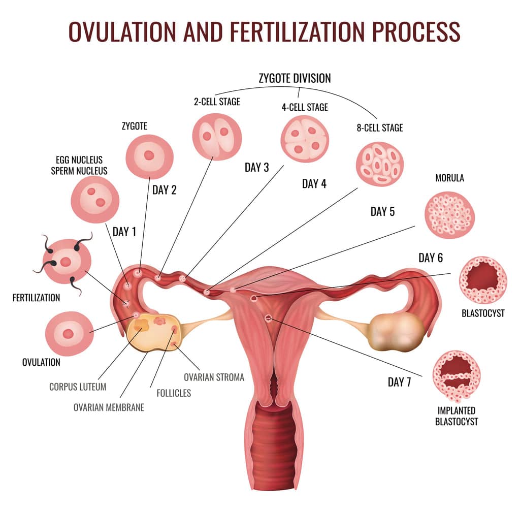 When Do You Ovulate?  Knix