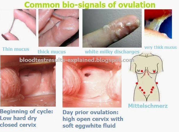 When does ovulation occurs in 24, 25, 26, 28, and 30 days cycle ...